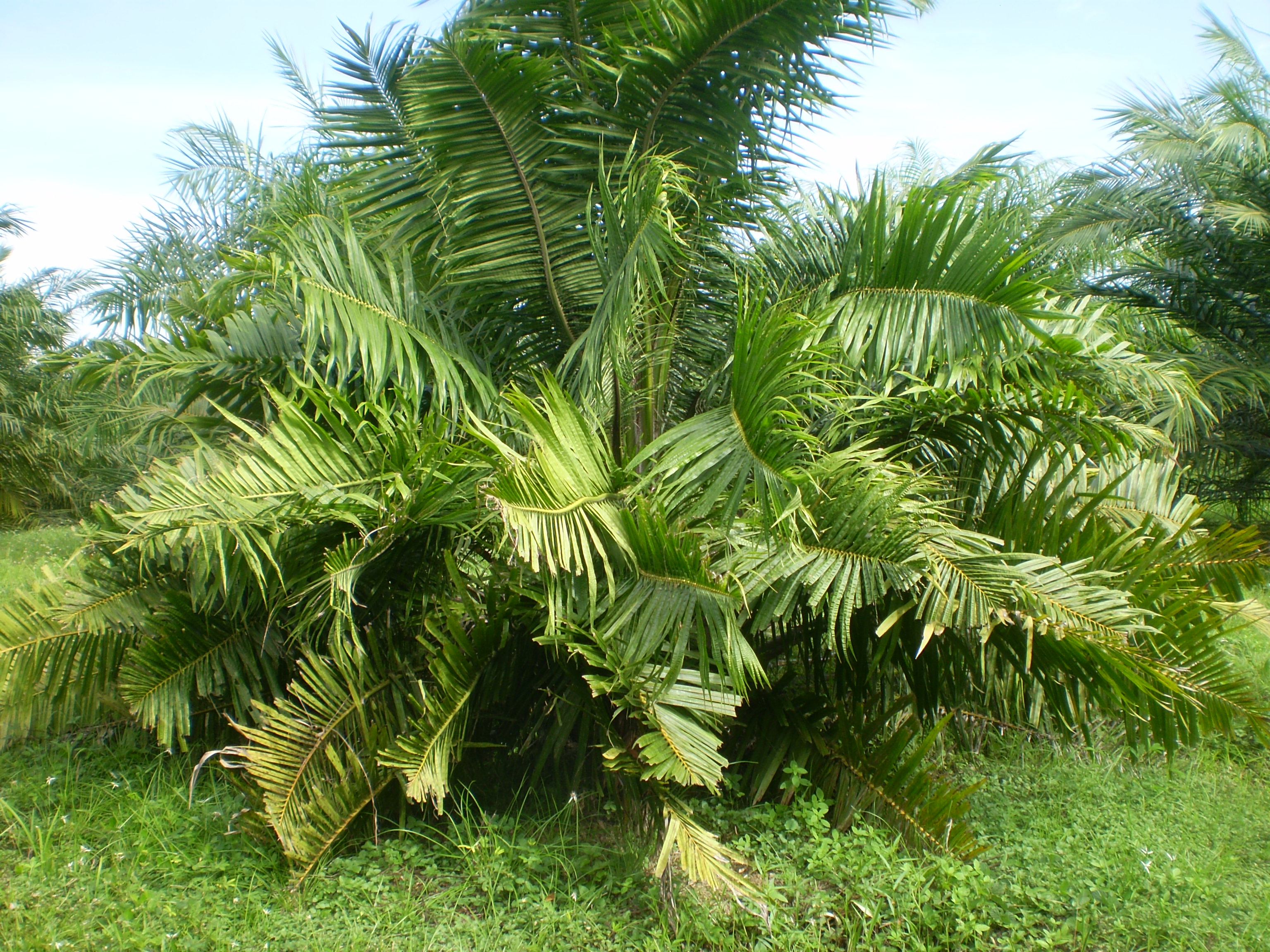 Cultivo de palma de aceite